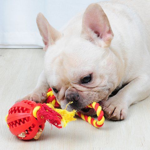 juguetes para bulldog frances