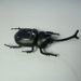 Creative Toy Solar Unicorn Beetle -  