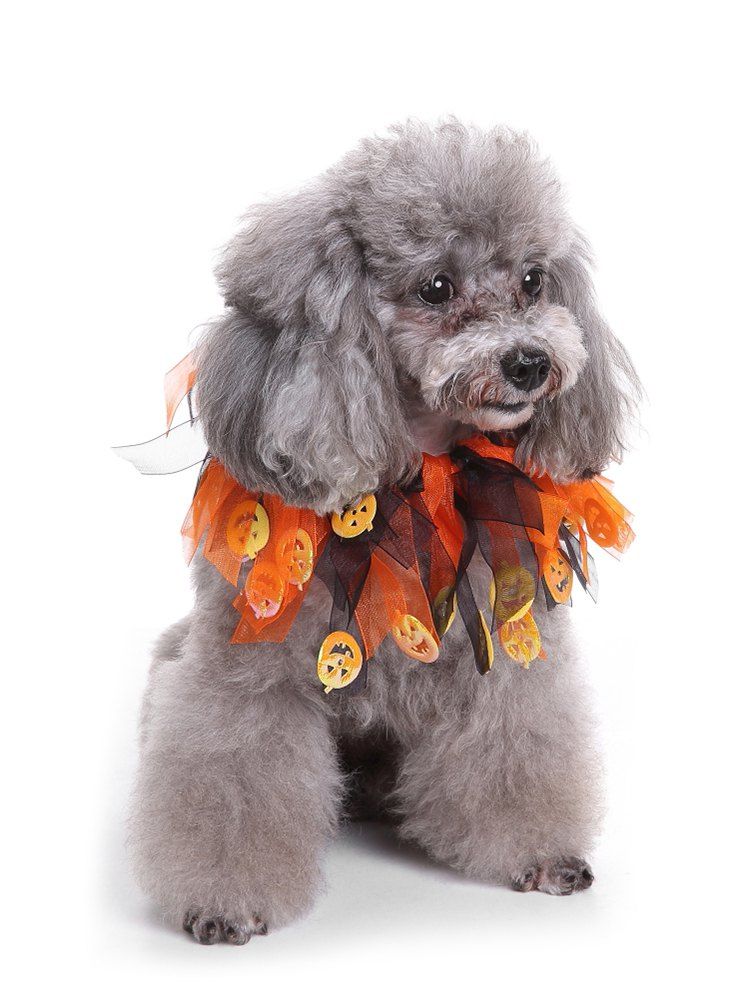 

Halloween Pumpkins Scarf for Pet, Pumpkin orange