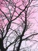 Maillot de Bain Tankini Teinté Modeste Croisé à Imprimé Arbre de Grande Taille - Rose clair 5X