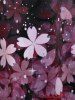 Plus Size Sakura Flower Print Lace Panel Tank Top -  