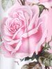 Plus Size Rose Print Ombre Color Tee -  