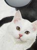 Plus Size Colorblock Cats Print Short Sleeves T-shirt -  