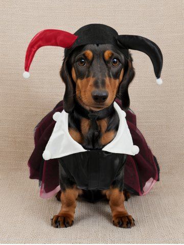 Pet's Halloween Costume Patchwork Red And Black Clown Cosplay Mesh Dress With Toggle Drawstring Headband - RED - XL