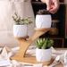 Creative Succulent Ceramic Plant Pots with Treetop Shelf -  