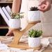 Creative Succulent Ceramic Plant Pots with Treetop Shelf -  