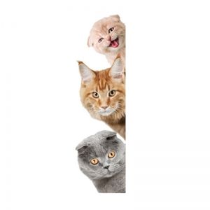 Colormix Home  Decoration Cute Cat  3d  Removable Wall 